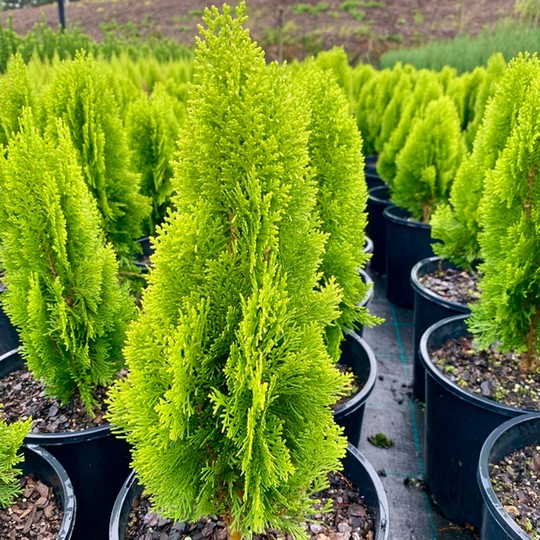 Thuja orientalis
