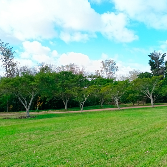 Timbó- Enterolobium contortisiliquum