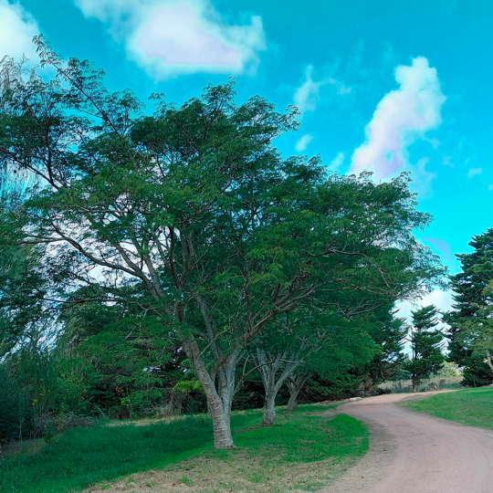 Timbó- Enterolobium contortisiliquum - Imagen 2