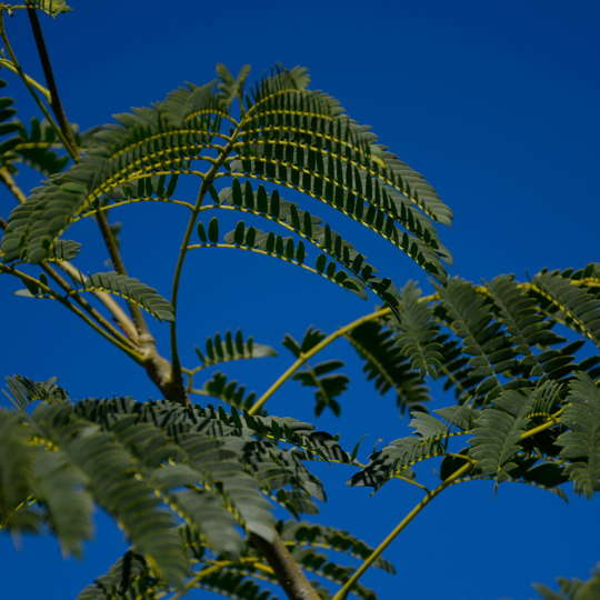 Timbó- Enterolobium contortisiliquum - Imagen 3