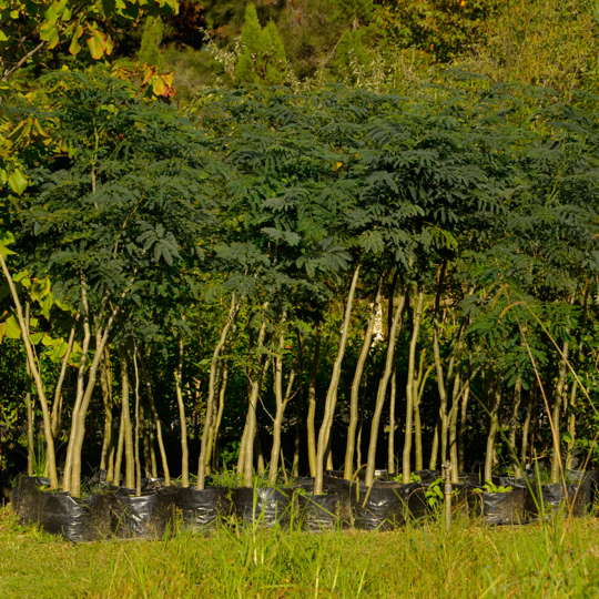 Timbó- Enterolobium contortisiliquum - Imagen 4