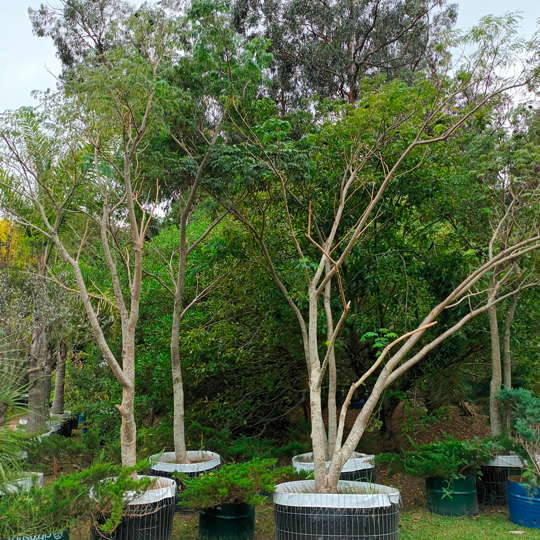 Timbó- Enterolobium contortisiliquum - Imagen 5