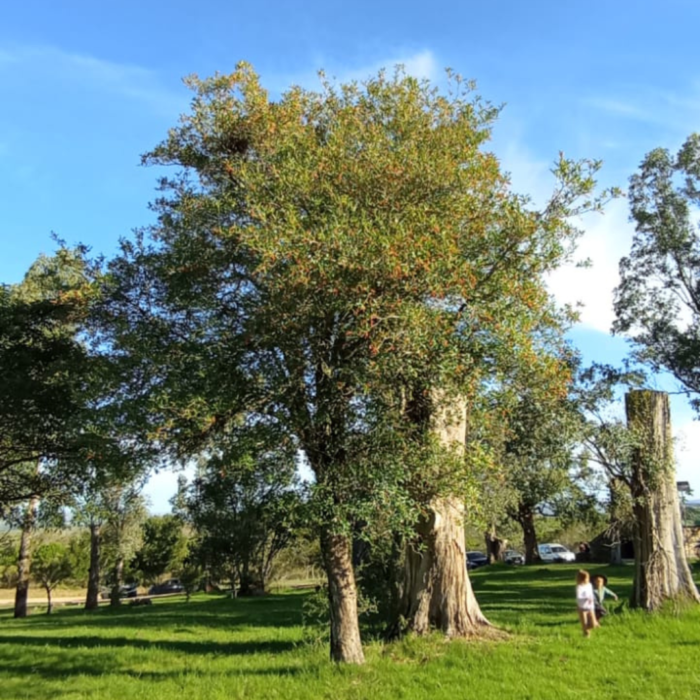 Tarumán con espinas - Citharexylum montevidense