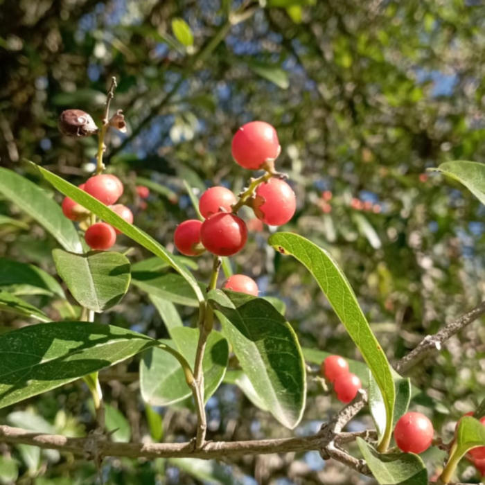Tarumán con espinas - Citharexylum montevidense - Imagen 2