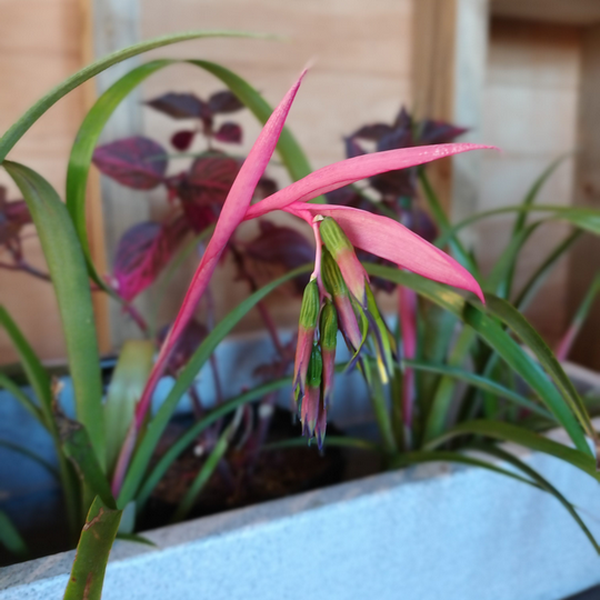 Billbergia