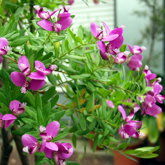 Polygala