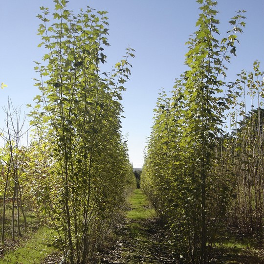 Álamo piramidal plateado