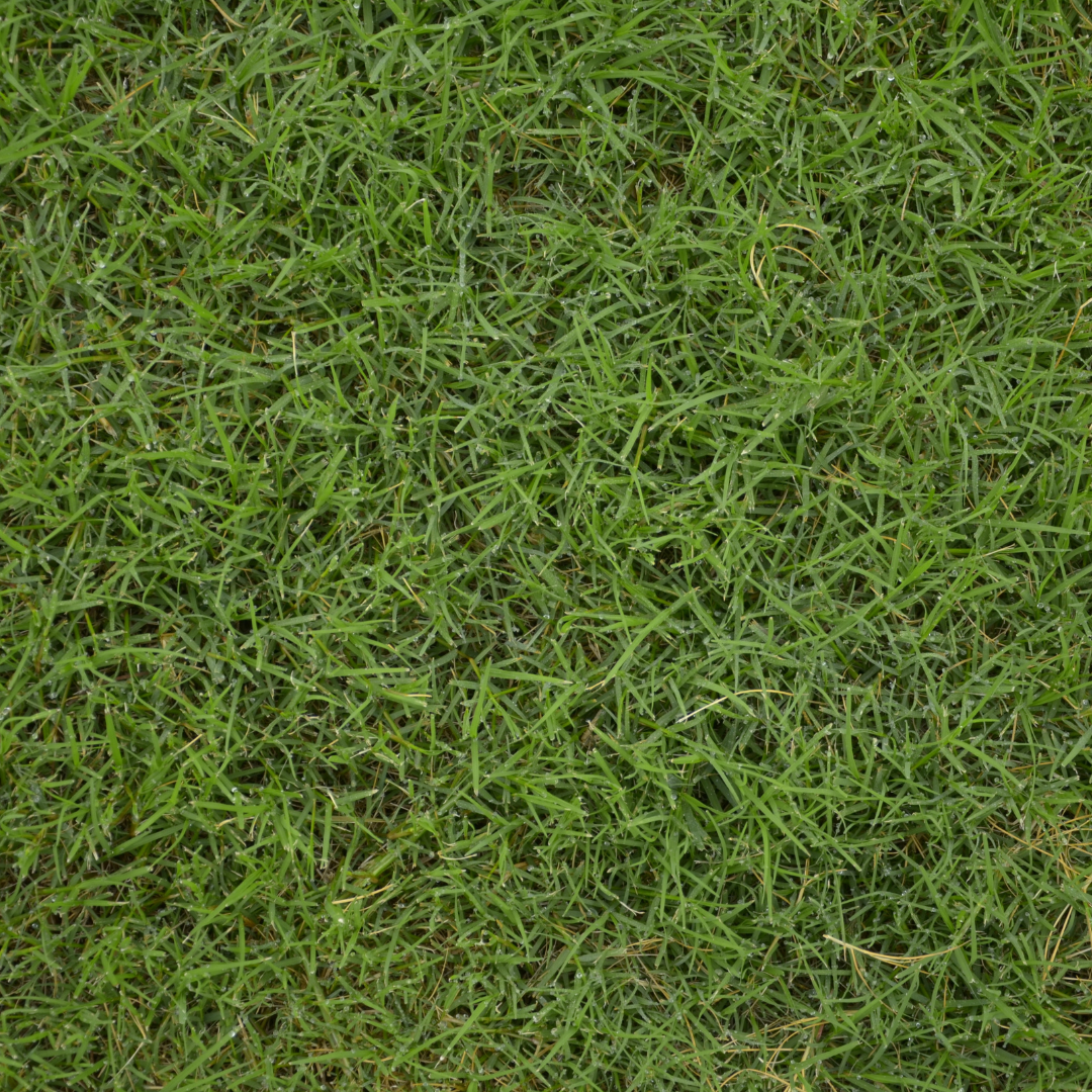 Cesped Bermuda - Imagen 2