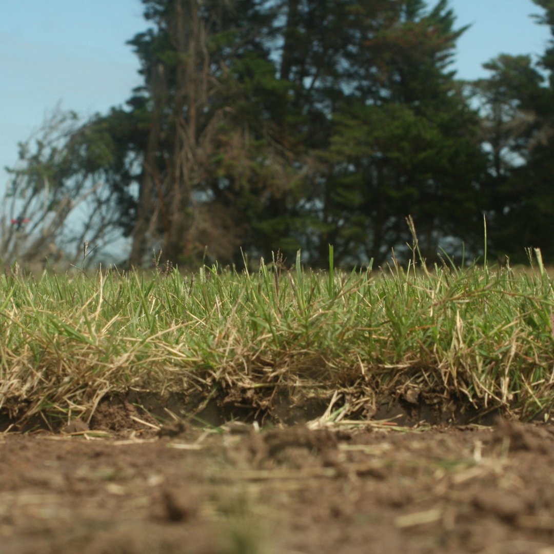 Cesped Bermuda - Imagen 3