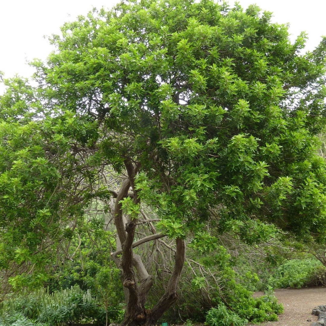 Molle - Schinus longifolia