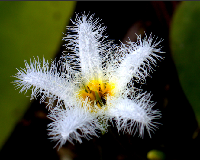 Estrella de agua Nymphoides indica