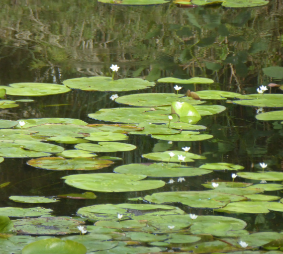 Estrella de agua Nymphoides indica - Imagen 3