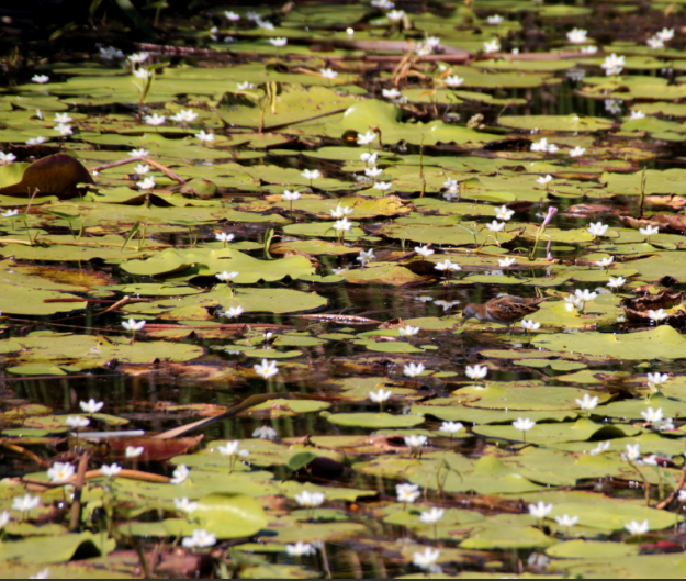 Estrella de agua Nymphoides indica - Imagen 4