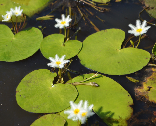 Estrella de agua Nymphoides indica - Imagen 2