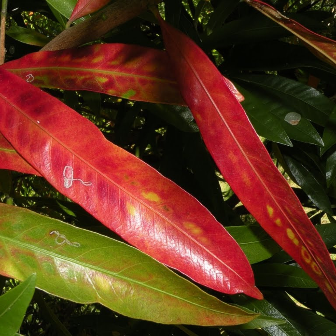 Aguaí, mata ojos colorado - Pouteria gardneriana - Imagen 2