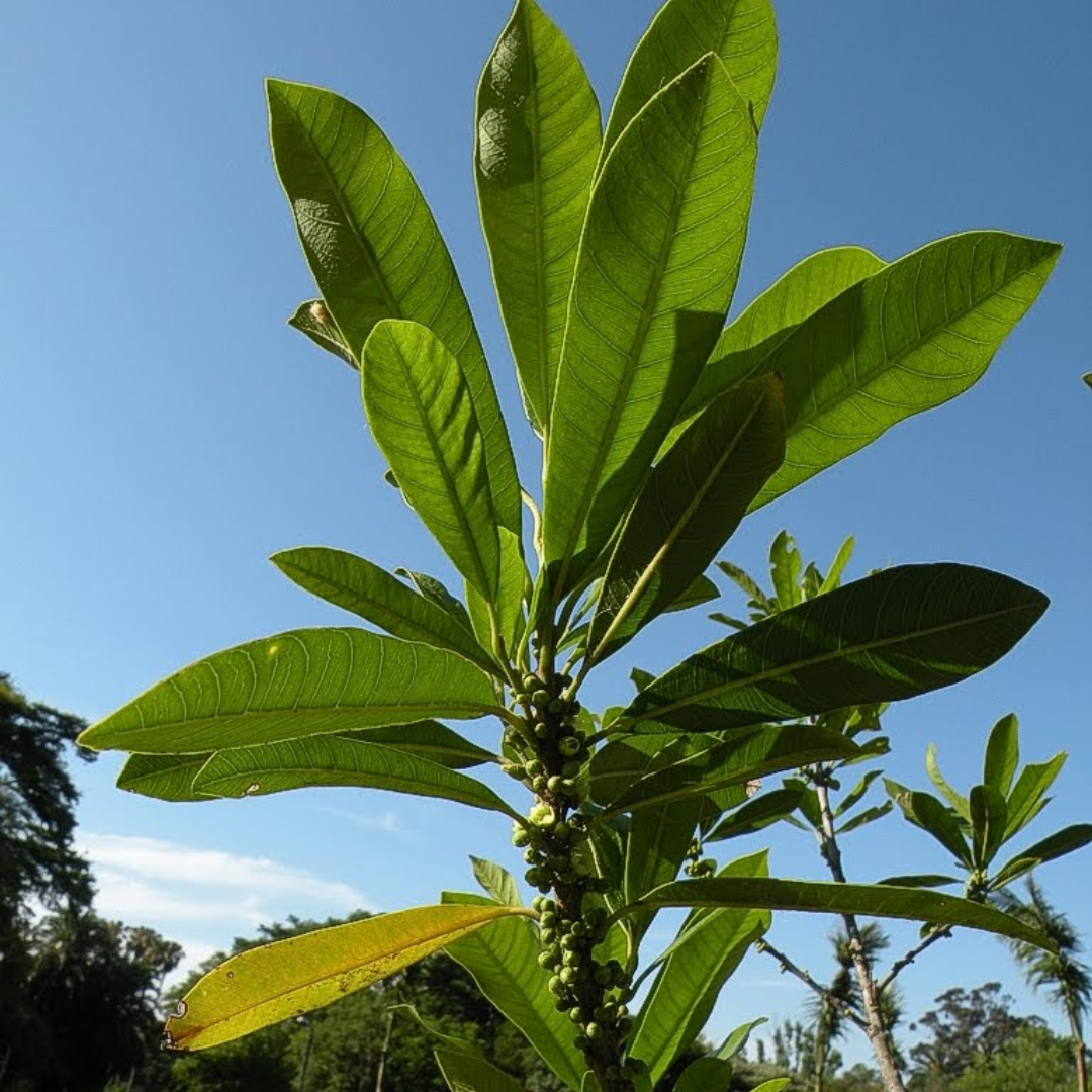 Aguaí, mata ojos colorado - Pouteria gardneriana