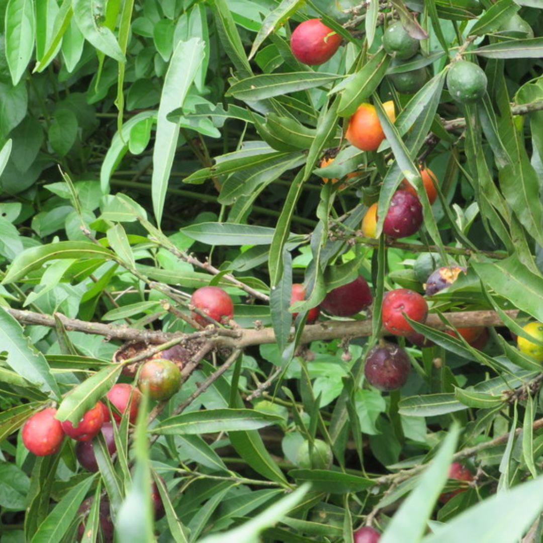 Aguaí, mata ojos colorado - Pouteria gardneriana - Imagen 3