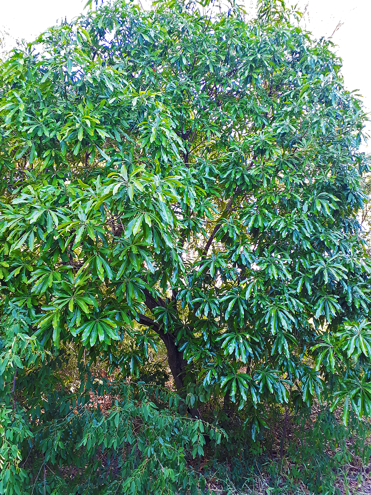 Aguaí, mata ojos colorado - Pouteria gardneriana - Imagen 4